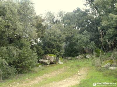 Dehesa de Navalquejigo; arbol taxaceo fotos de la sierra de cazorla senderismo la raña cañon del rio